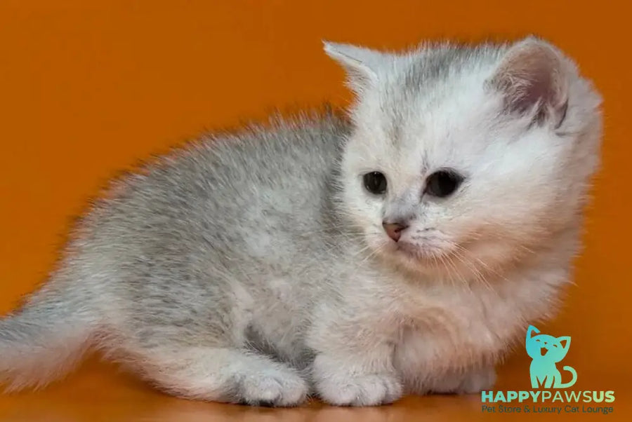Zur Munchkin male black silver shaded - live animals