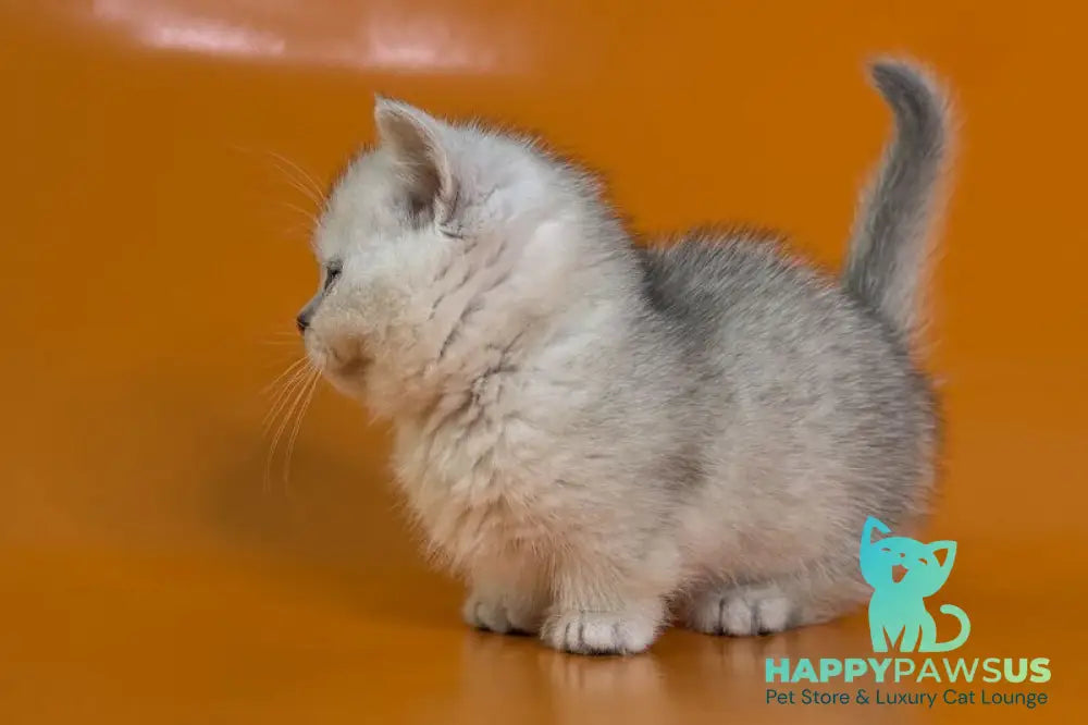 Zur Munchkin male black silver shaded - live animals