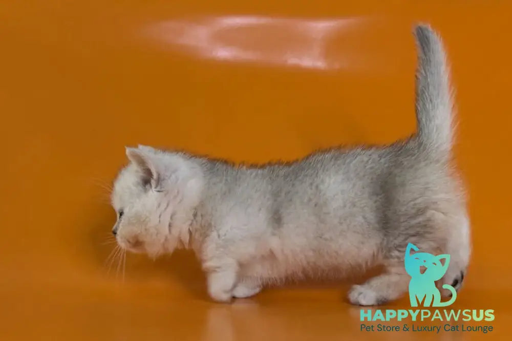 Zur Munchkin male black silver shaded - live animals
