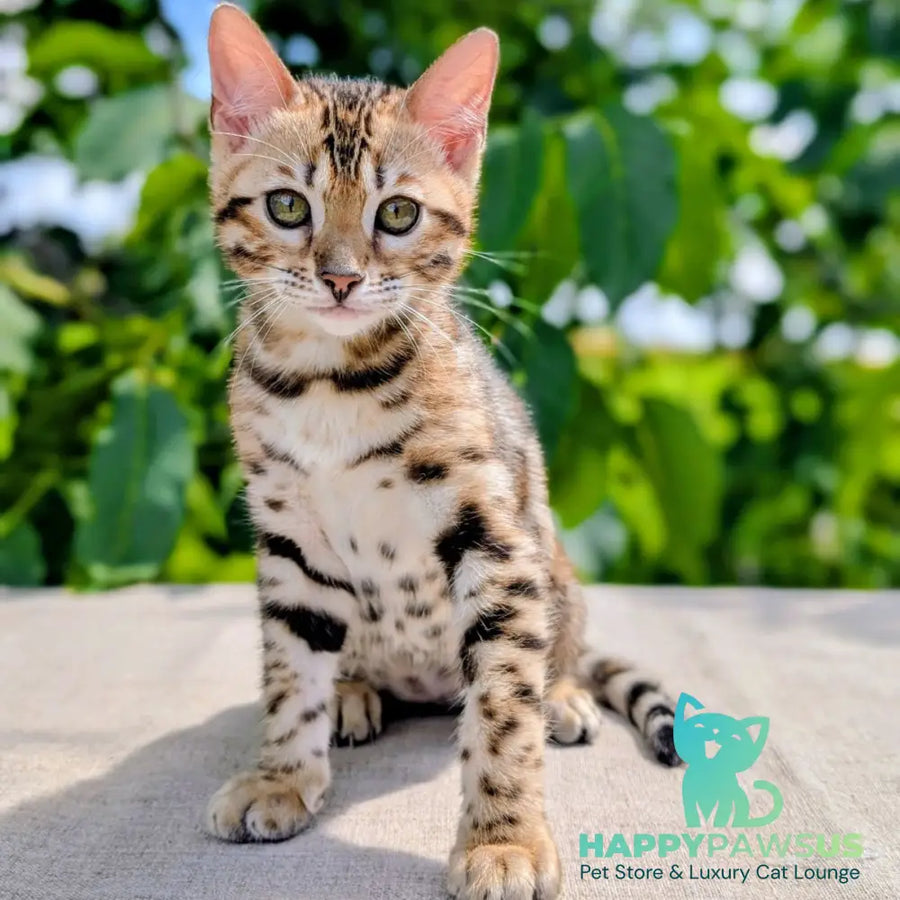 Zuri Bengal female black spotted tabby - live animals