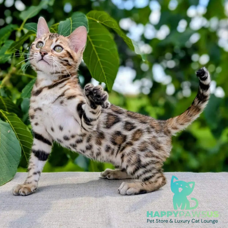 Zuri Bengal female black spotted tabby - live animals
