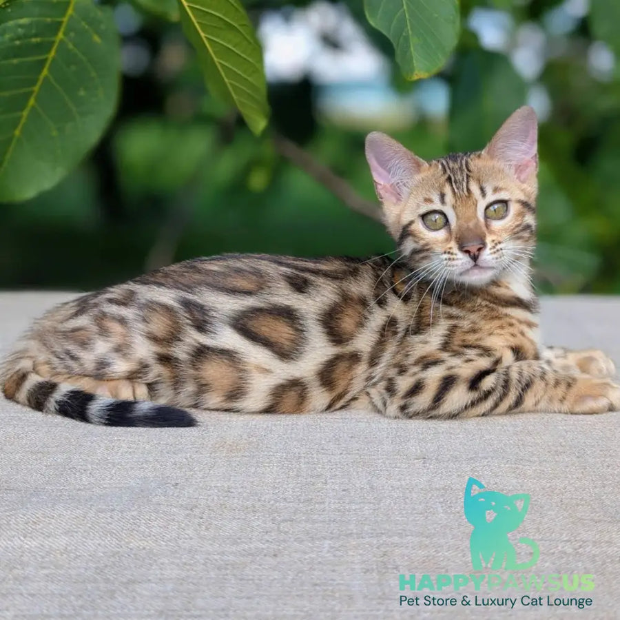Zuri Bengal female black spotted tabby - live animals