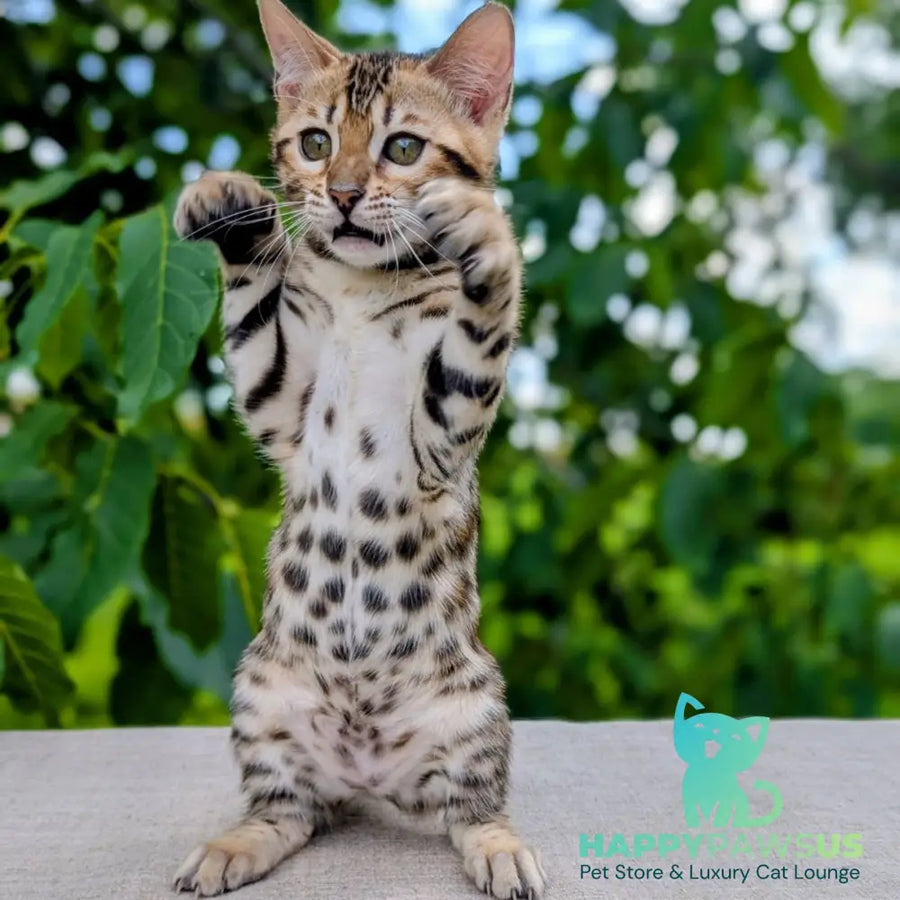 Zuri Bengal female black spotted tabby - live animals