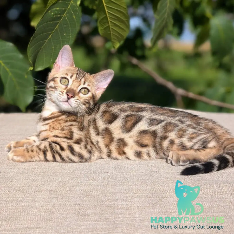 Zuri Bengal female black spotted tabby - live animals