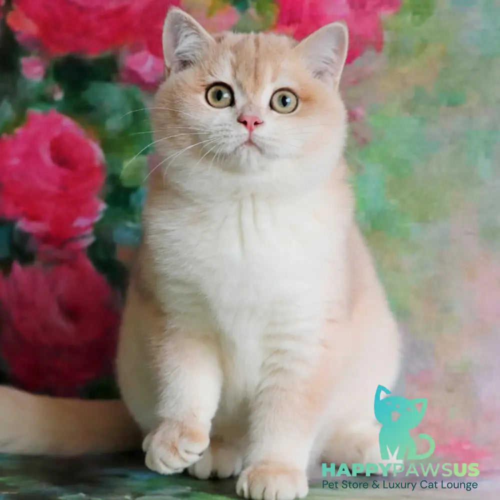 Zuri British Shorthair female blue golden shaded - live animals