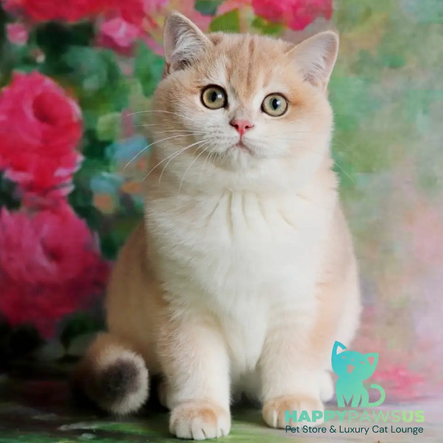 Zuri British Shorthair female blue golden shaded - live animals