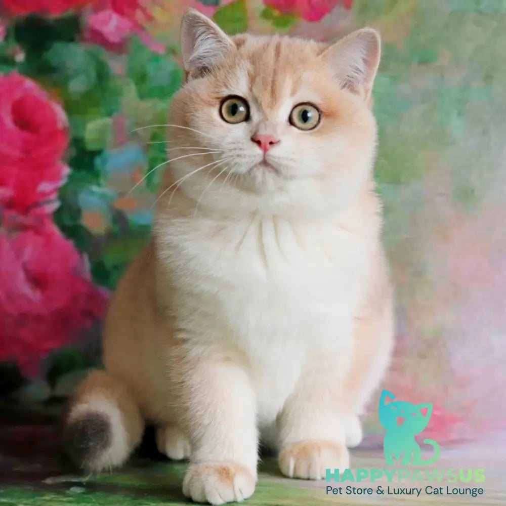 Zuri British Shorthair female blue golden shaded - live animals