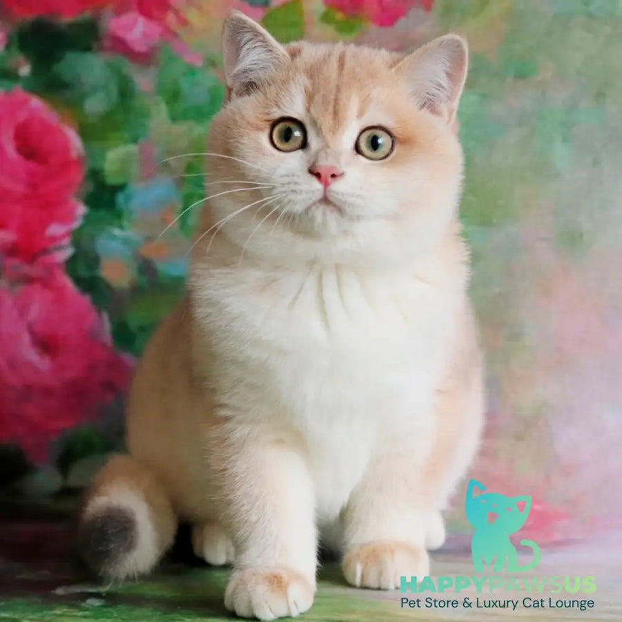 Zuri British Shorthair female blue golden shaded - live animals