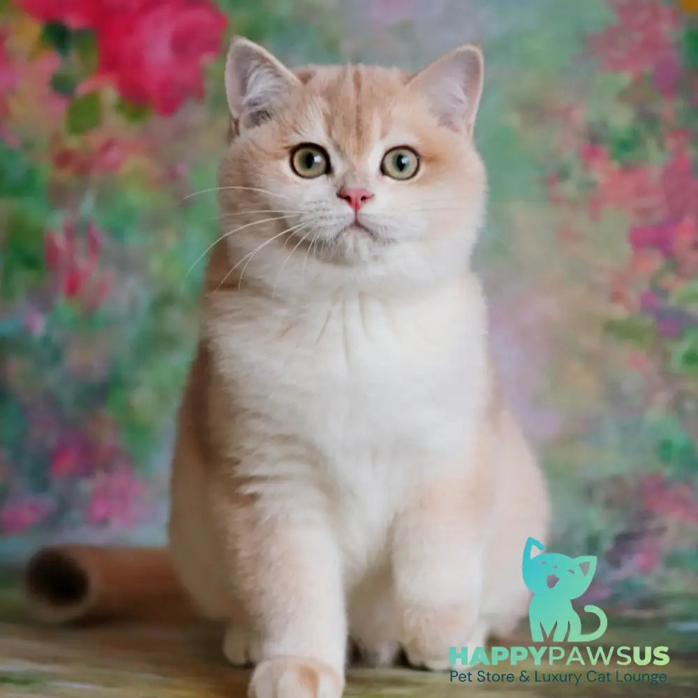 Zuri British Shorthair female blue golden shaded - live animals