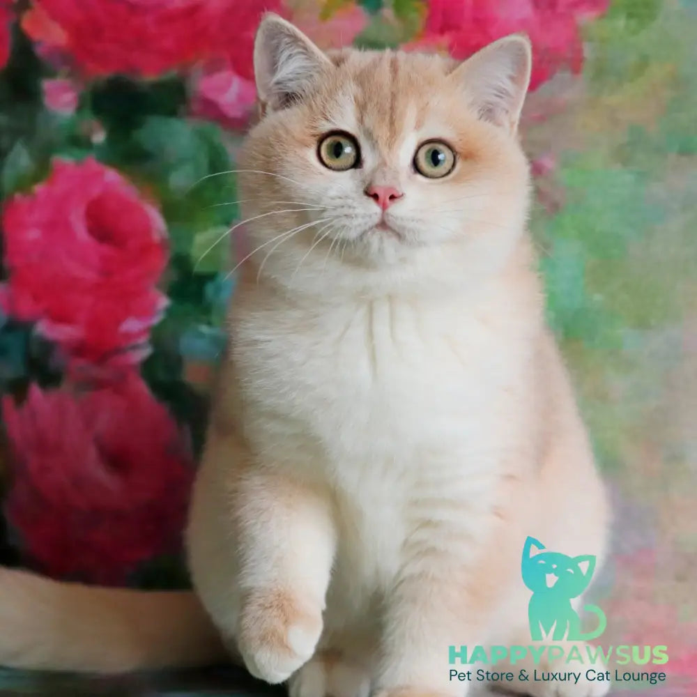 Zuri British Shorthair female blue golden shaded - live animals