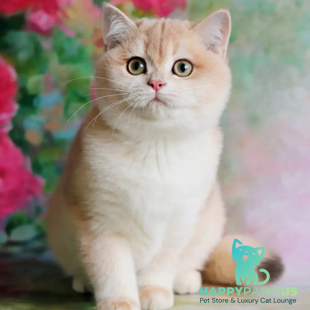 Zuri British Shorthair female blue golden shaded - live animals