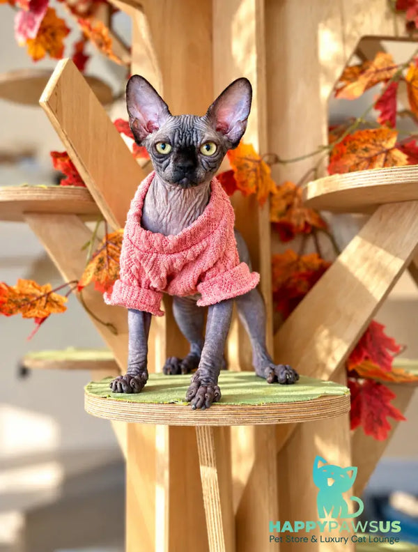Zuru Canadian Sphynx female black - live animals