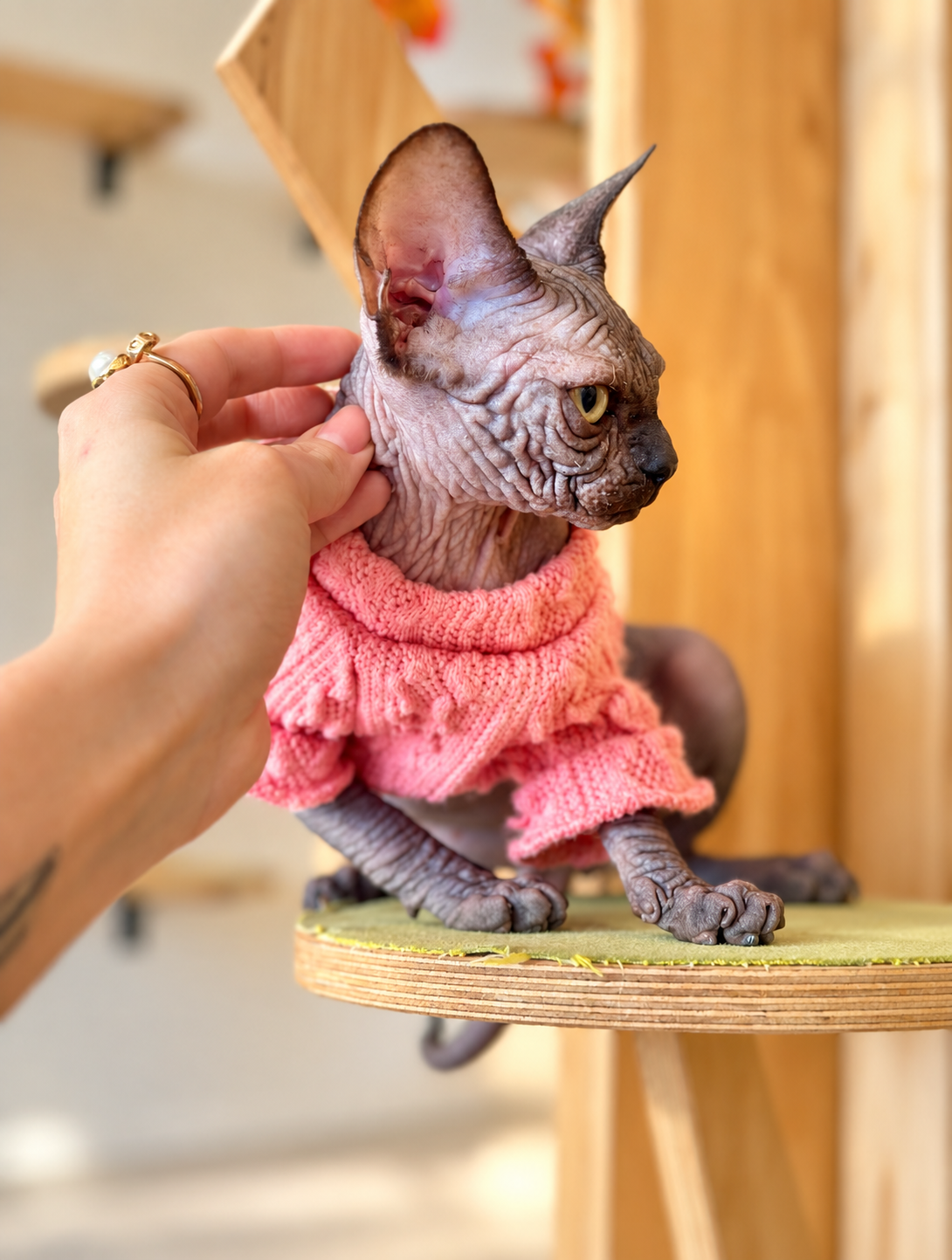 Zuru Canadian Sphynx female, black