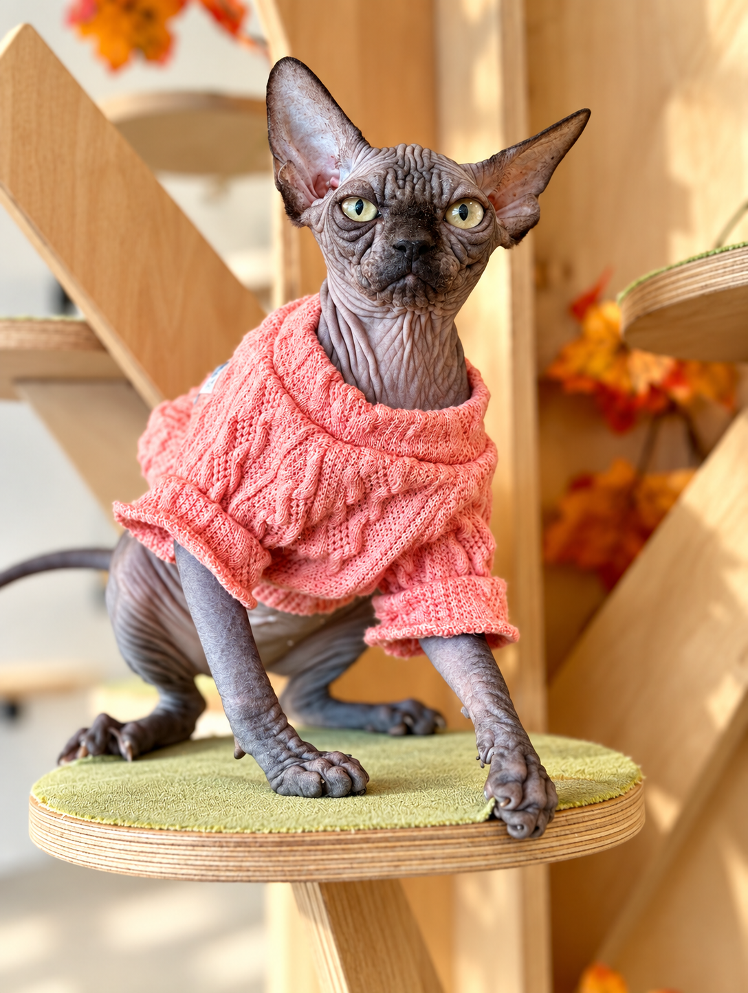 Zuru Canadian Sphynx female, black