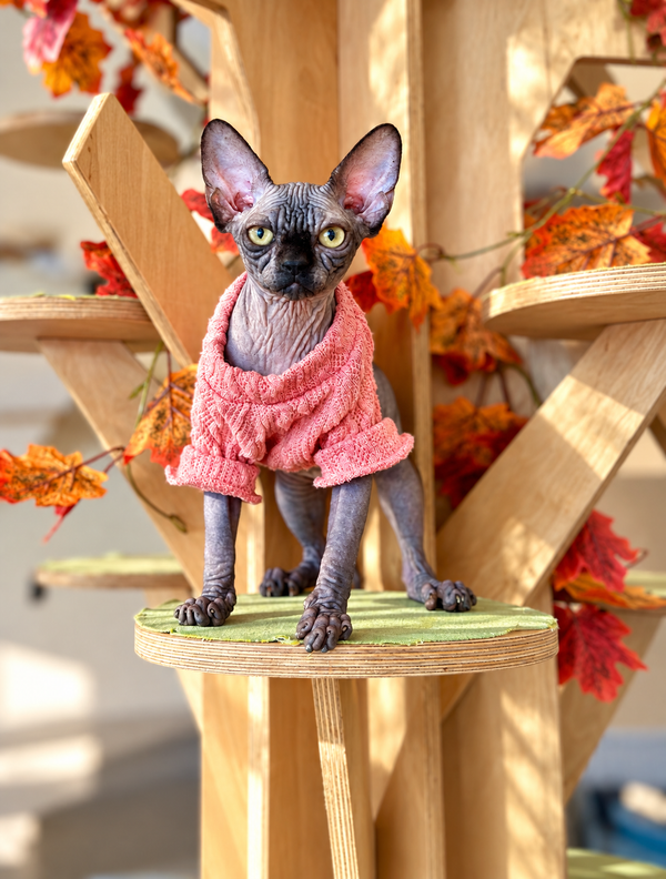 Zuru Canadian Sphynx female, black