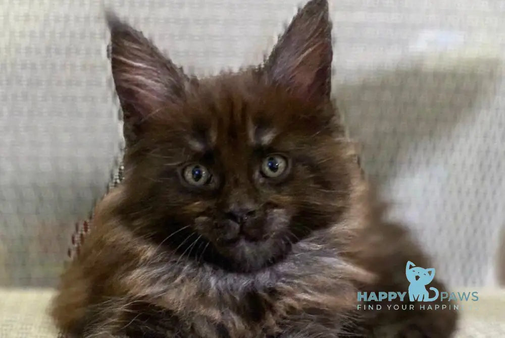 Zvezda Maine Coon female black silver live animals