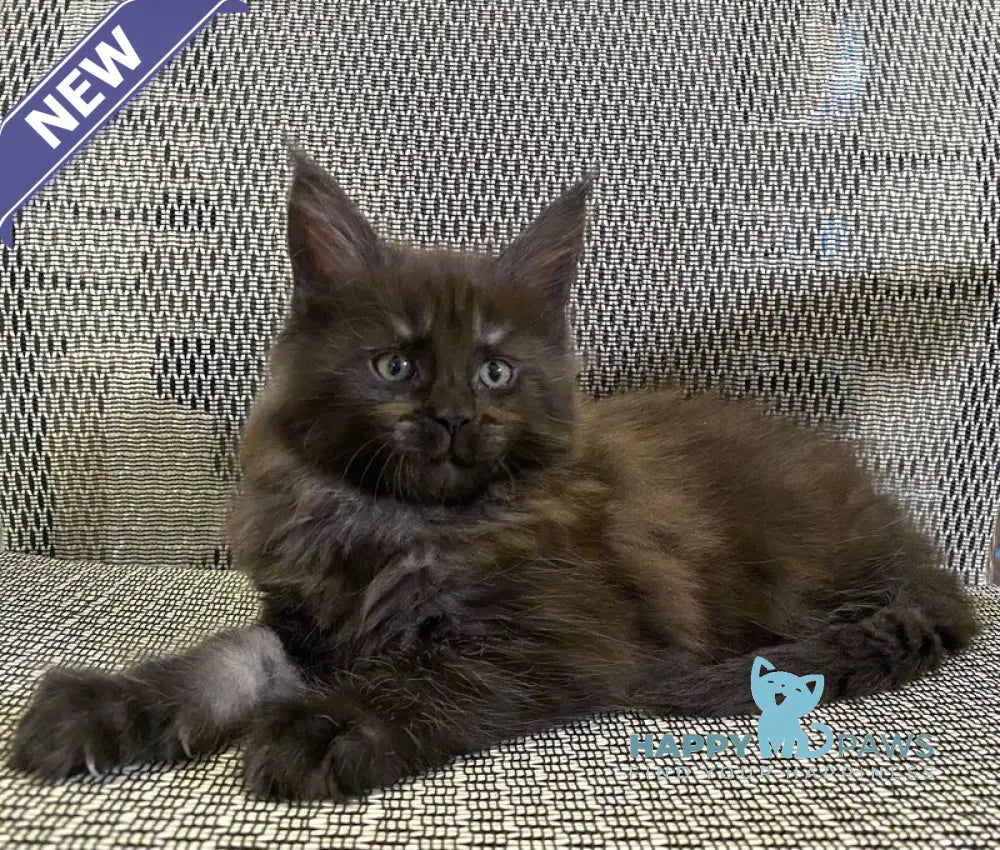 Zvezda Maine Coon female black silver live animals