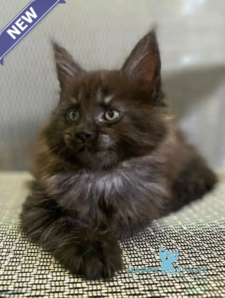 Zvezda Maine Coon female black silver live animals