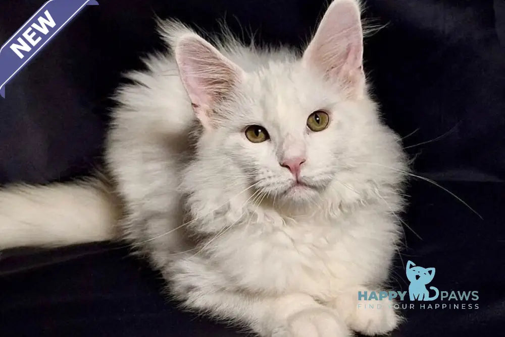 Zvezda Maine Coon female white live animals