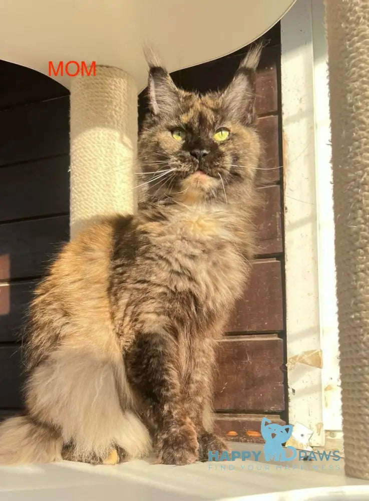 Zvezda Maine Coon polydactyl female black tortie silver tabby live animals