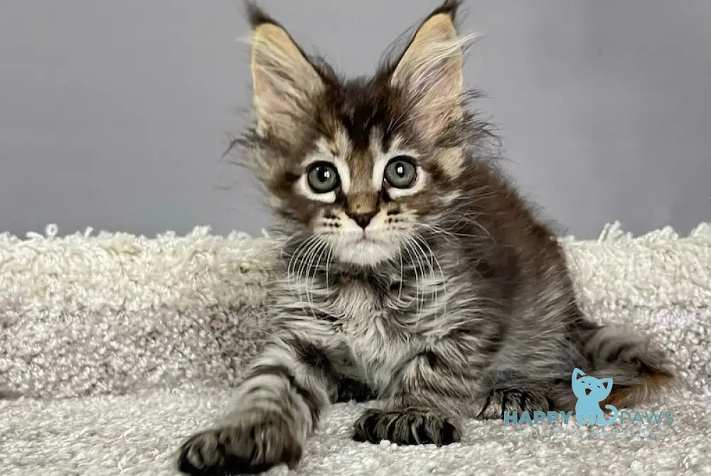 Zvezda Maine Coon polydactyl female black tortie silver tabby live animals