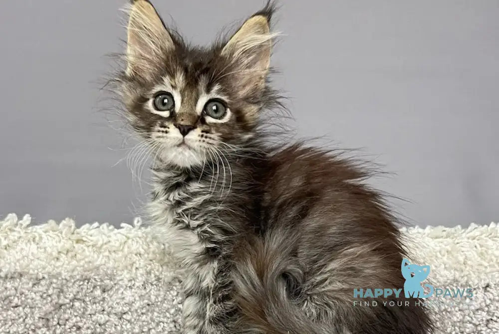Zvezda Maine Coon polydactyl female black tortie silver tabby live animals