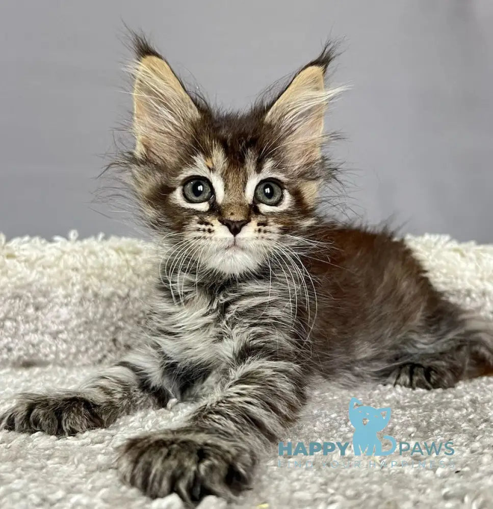 Zvezda Maine Coon polydactyl female black tortie silver tabby live animals