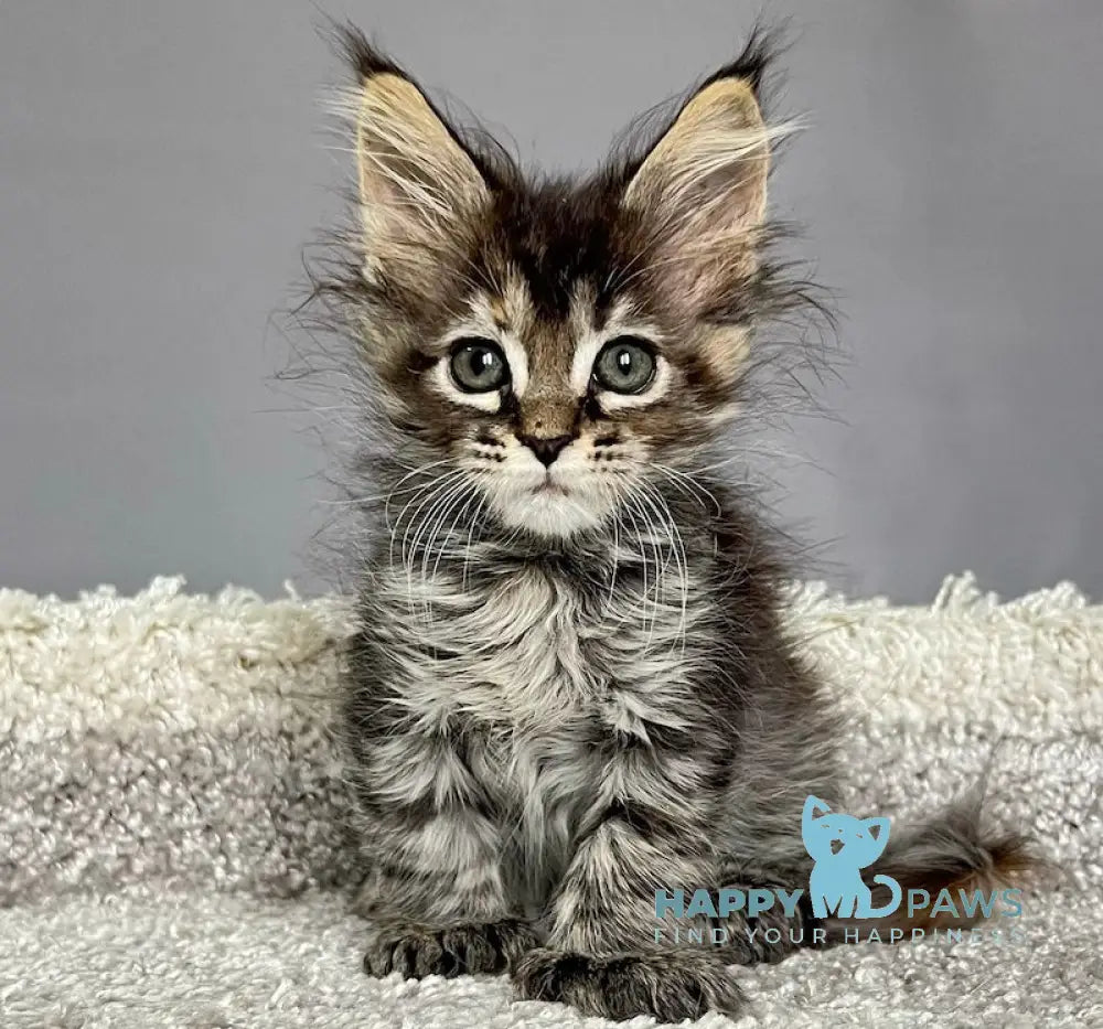 Zvezda Maine Coon polydactyl female black tortie silver tabby live animals