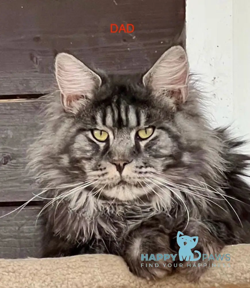 Zvezda Maine Coon polydactyl female black tortie silver tabby live animals