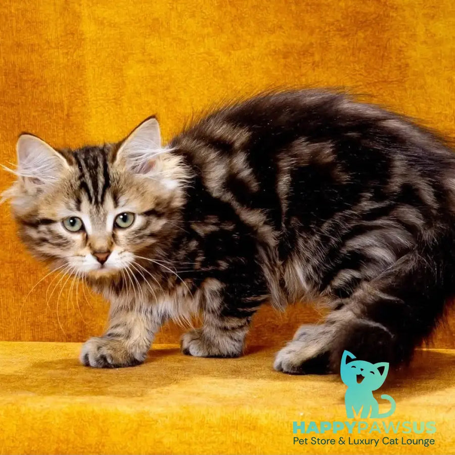 Zvezdochka Siberian female black tabby - live animals