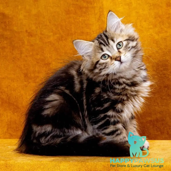 Zvezdochka Siberian female black tabby - live animals