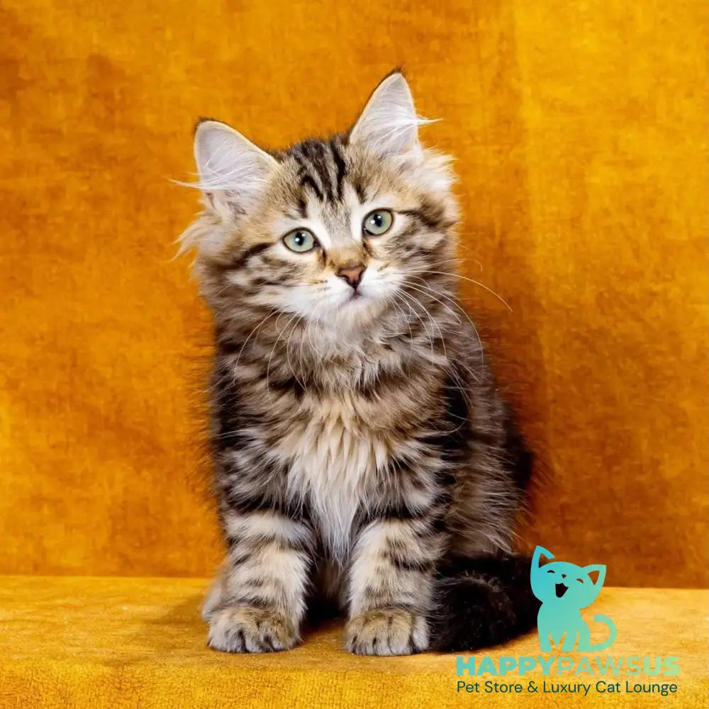 Zvezdochka Siberian female black tabby - live animals