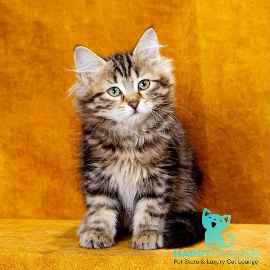 Zvezdochka Siberian female black tabby - live animals
