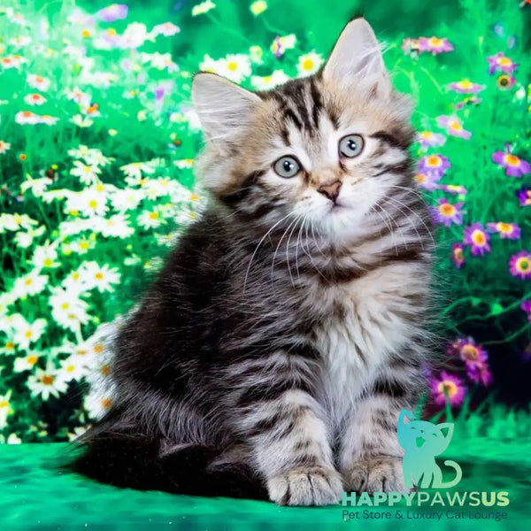 Zvezdochka Siberian female black tabby - live animals