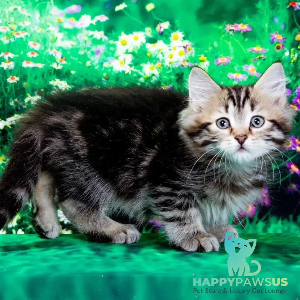 Zvezdochka Siberian female black tabby - live animals