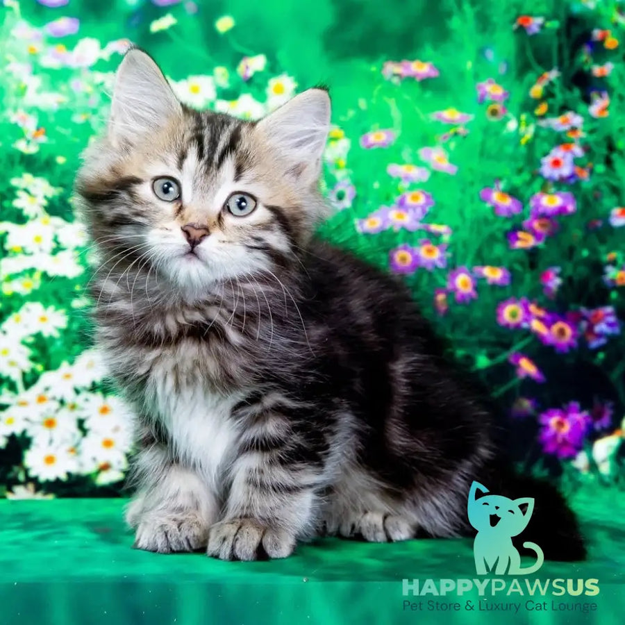 Zvezdochka Siberian female black tabby - live animals