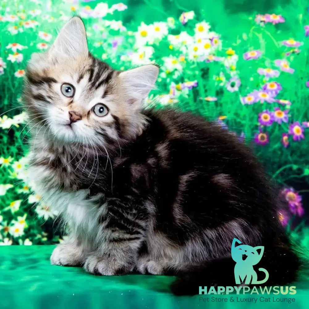 Zvezdochka Siberian female black tabby - live animals