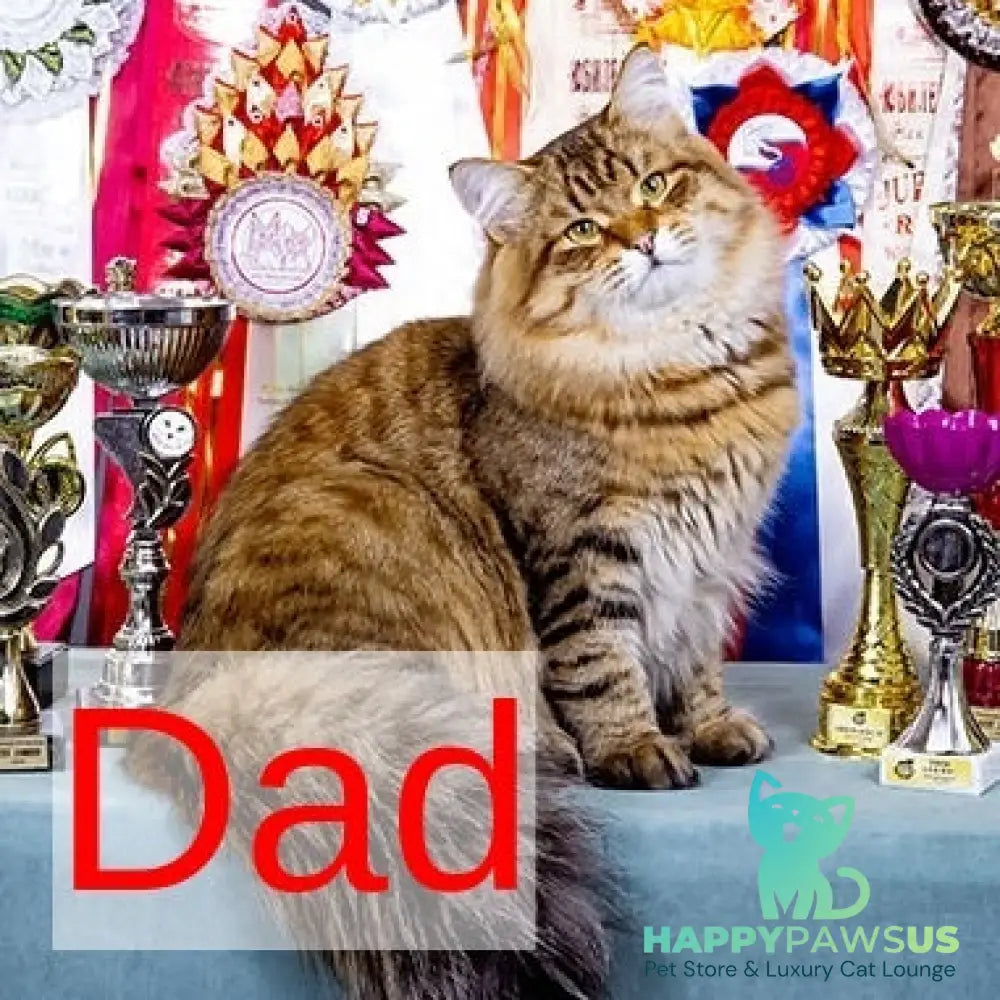 Zvezdochka Siberian female black tabby - live animals