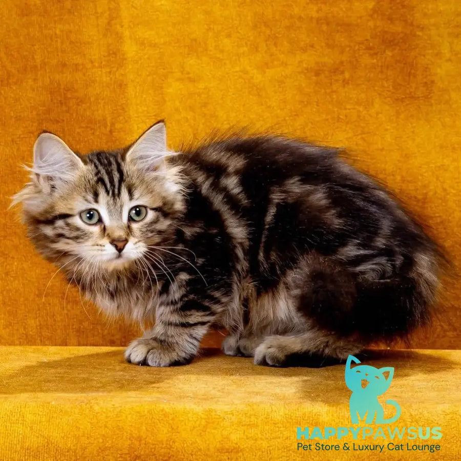 Zvezdochka Siberian female black tabby - live animals