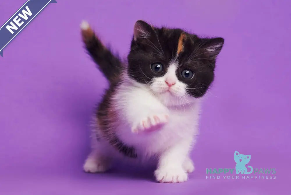 Zwilla British Shorthair female black tortie bicolour live animals