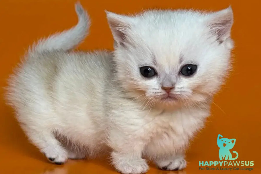 Zynar Munchkin male black silver shaded - live animals