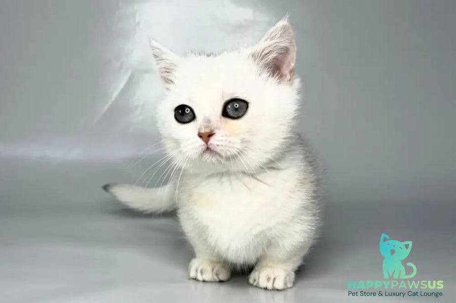 Zynar Munchkin male black silver shaded - live animals