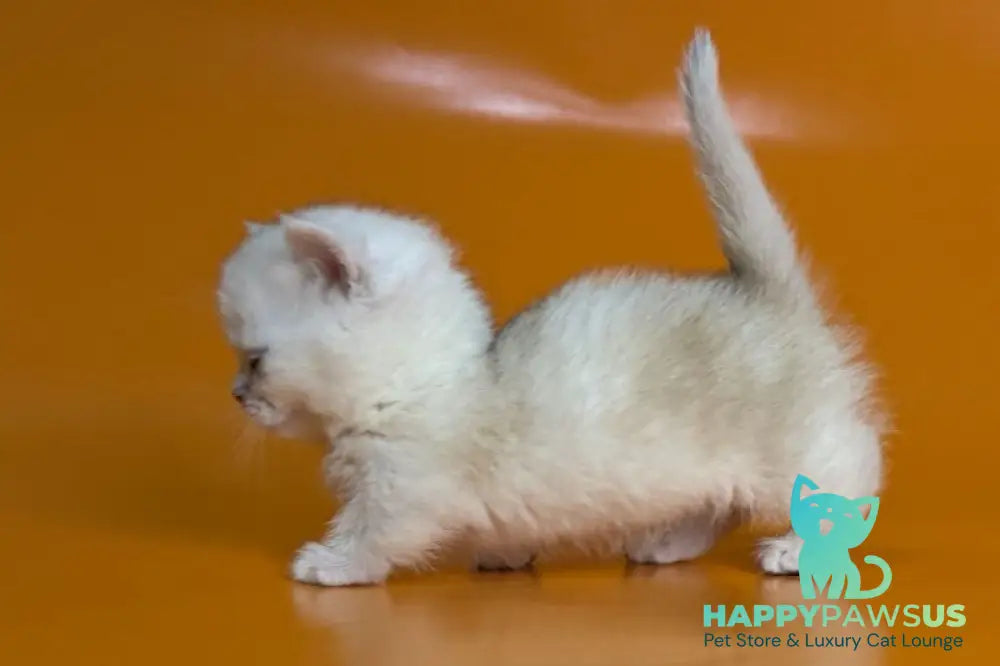 Zynar Munchkin male black silver shaded - live animals