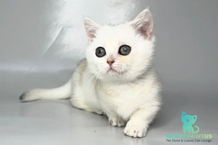Zynar Munchkin male black silver shaded - live animals