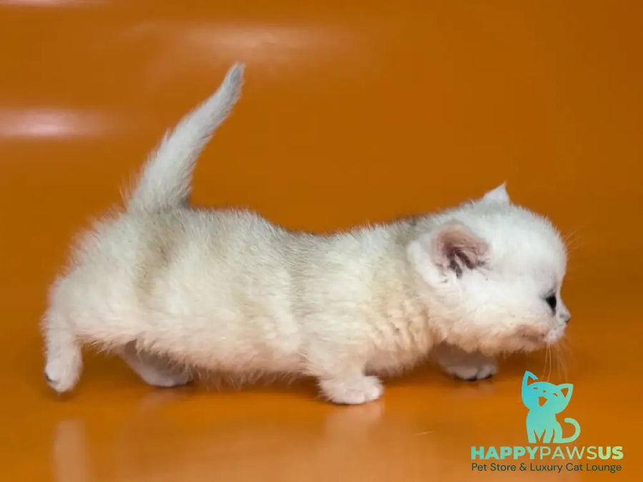 Zynar Munchkin male black silver shaded - live animals