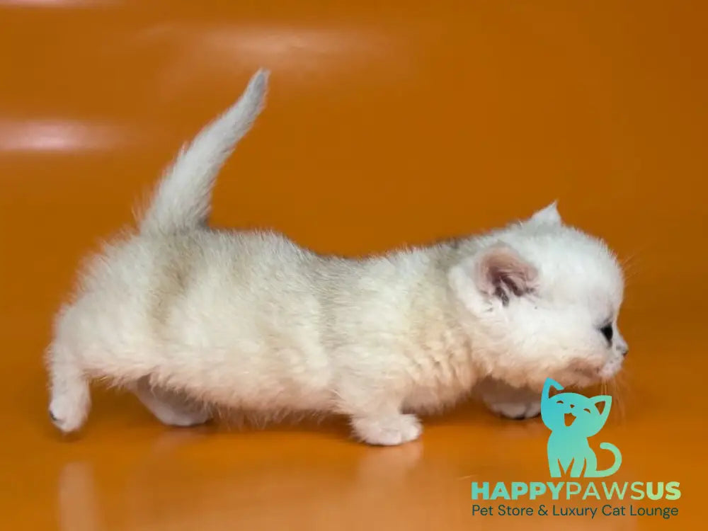 Zynar Munchkin male black silver shaded - live animals