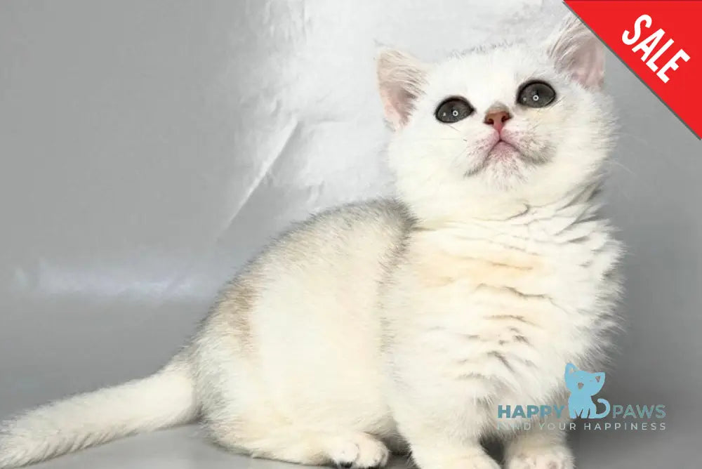 Zynar Munchkin male black silver shaded - live animals