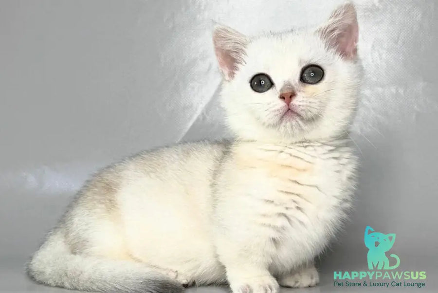 Zynar Munchkin male black silver shaded - live animals