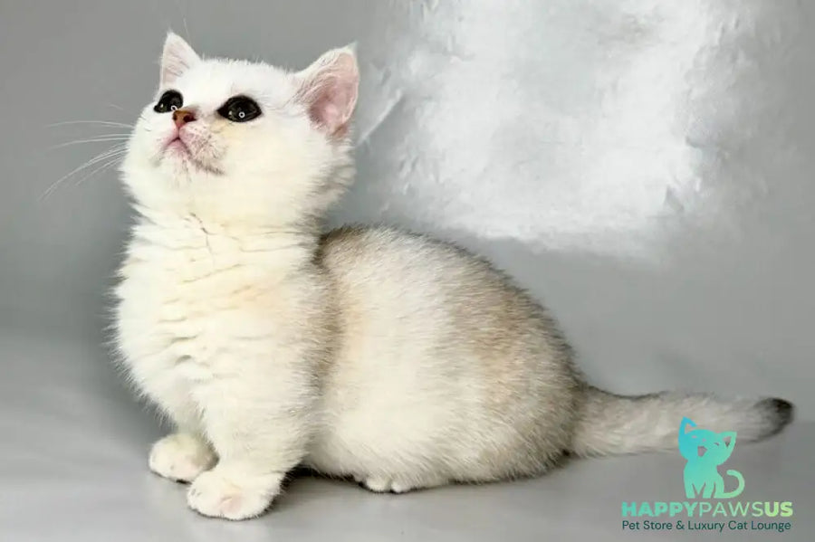 Zynar Munchkin male black silver shaded - live animals