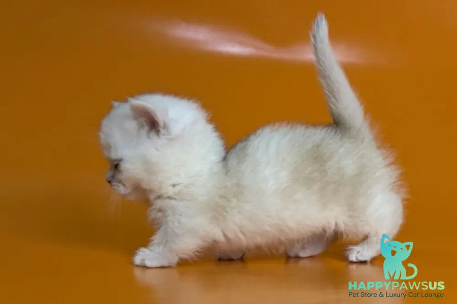Zynar Munchkin male black silver shaded - live animals
